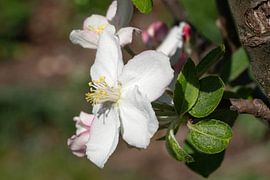 Pommier en fleur, Malus domestica