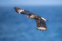 Ein Warawara (oder Schopfkarakara)