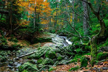 Stenig pad in het bos van Christian Späth