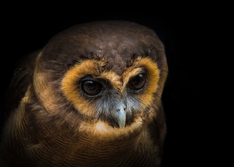 Een Maleise uil close-up creatief bewerkt van Wolfgang Unger