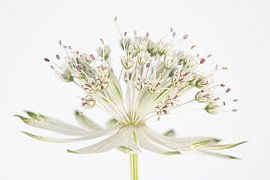 Light and airy – Zeeuws Knoopje opens its doors by Marjolijn van den Berg