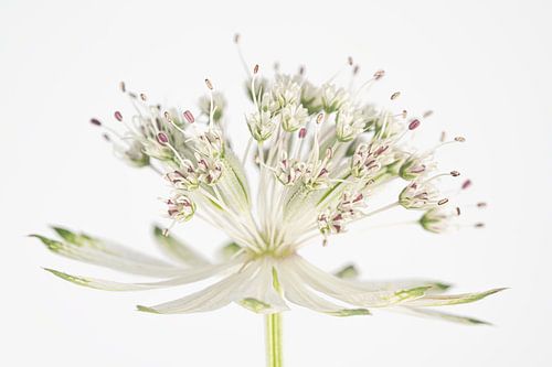 Light and airy – Zeeuws Knoopje opens its doors by Marjolijn van den Berg