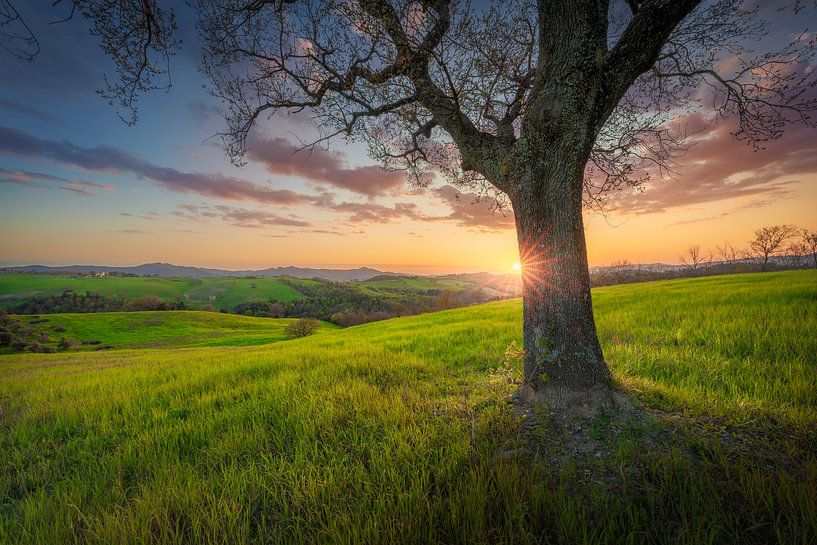 Ancient Oak at Sunset in Tuscan Countryside by Stefano Orazzini