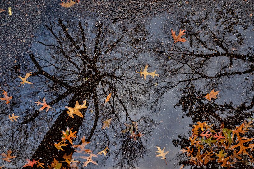 Autumn mirror by Marc Wielaert