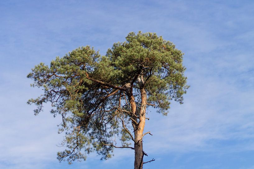 Arbre minimaliste par Joost Winkens