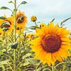 Lebendiges Sonnenblumenfeld von Daan Duvillier | Dsquared Photography