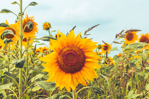 Vibrant sunflower field