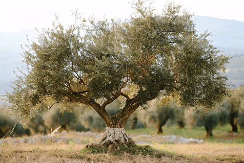 Olijfboom in Impressionistische Stijl