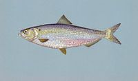 Alosa aestivalis (Blueback herring) van Fish and Wildlife thumbnail
