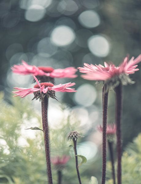 bloemen part 332 van Tania Perneel