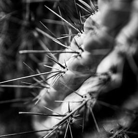 Hoog contrast cactus van Pictorine