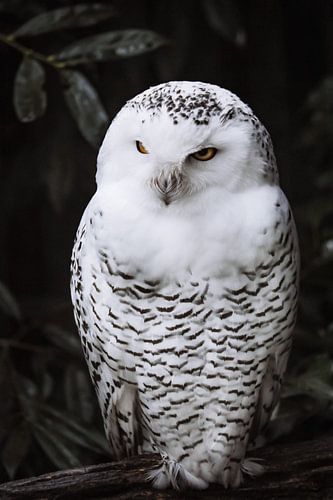 Harfang des neiges dans les buissons