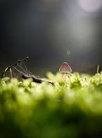 Mushroom in autumn forest