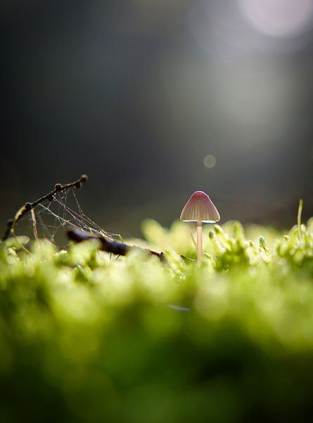 Mushroom in autumn forest by Laura Krol
