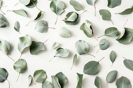 Eucalyptus von Poster Art Shop