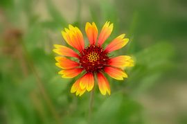 Geel rode Italiaanse bloem by Martin Van der Pluym