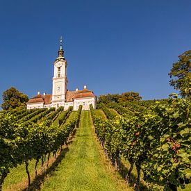Wijngaarden en de bedevaartskerk Birnau aan het Bodenmeer