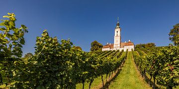 Weinberge und die Wallfahrtskirche Birnau am Bodensee