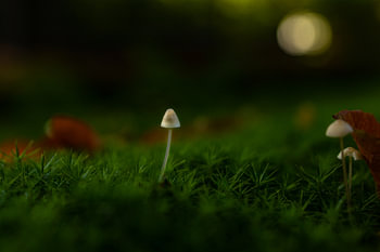 zerbrechlicher Pilz