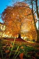 Beuk in prachtige herfstkleuren tegen blauwe lucht