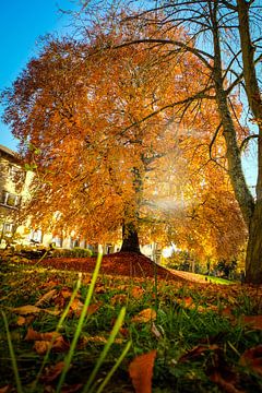 Beuk in prachtige herfstkleuren tegen blauwe lucht van pixxelmixx