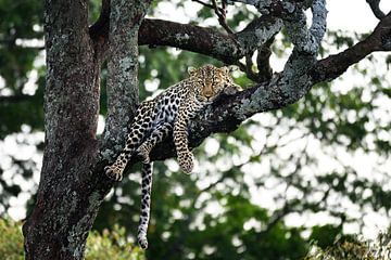 Leopard im Baum - schaut direkt in die Kamera