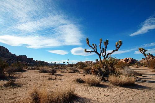 Joshua Tree in het Joshua Tree Nationaal Park