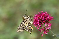 swallowtail