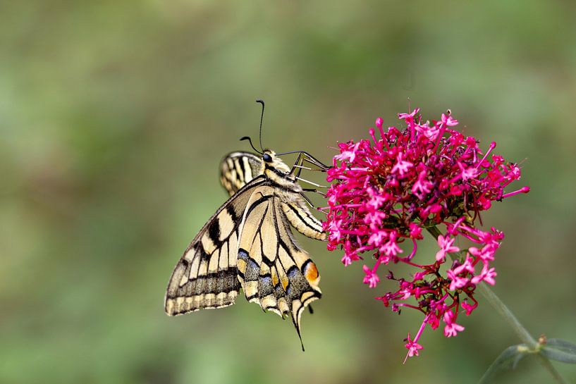 swallowtail by Marleen van der Schoot