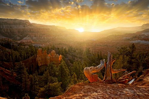 Zonsopgang Bryce Canyon National Park