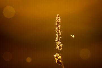 Vliegend insect en korenaar tegenlicht van VIDEOMUNDUM