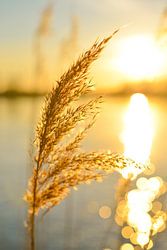 Winterschilf am Fluss während des Sonnenuntergangs mit der Lichtreflexion im Wasser.