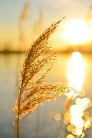 Winter reed at the river during sunset with the light reflecting in the water. by Sjoerd van der Wal Photography