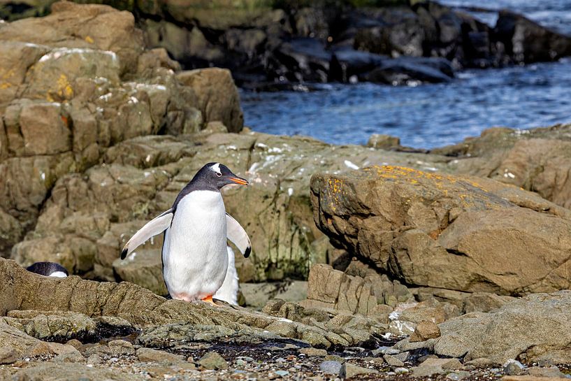 Gentoo penguins of the Antarctic by Roland Brack