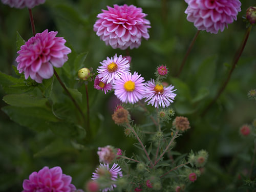 Blumen