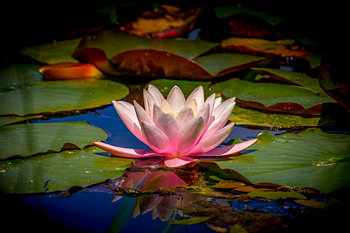 Nénuphar – photographie macro artistique