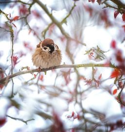 Sparrow on a snow covered tree