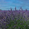 Lavendelfeld in der Drôme Provençale Frankreich von Peter Bartelings