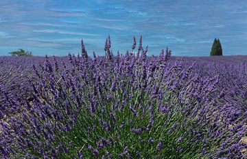 Lavender field in Drôme Provençale France by Peter Bartelings