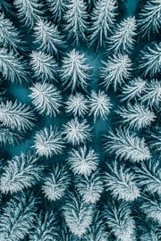 Frosty plant patterns by Poster Art Shop