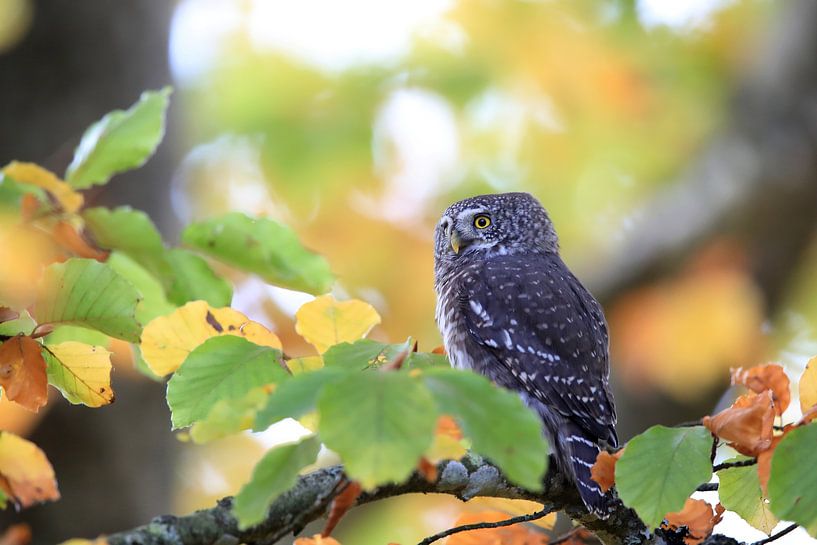 Eurasian pygmy owl-Swabian Jura,Swabian Alps,Baden-Württemberg, par Frank Fichtmüller