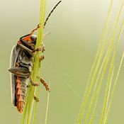 Bianca van Heumen Profilfoto
