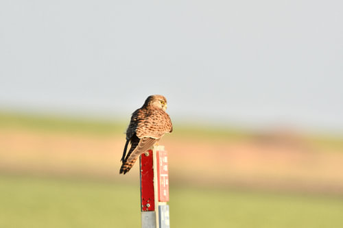 Turmfalke