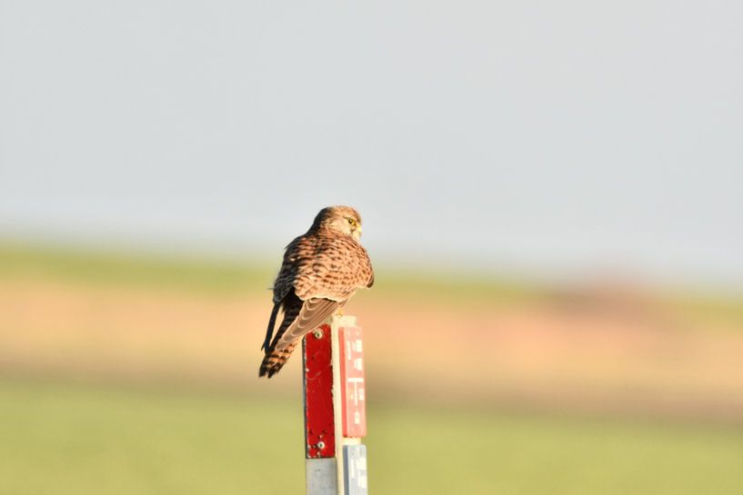 Turmfalke von Mirjam de Jongh