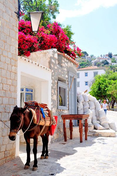 Ezeltje von Sabrina Varao Carreiro