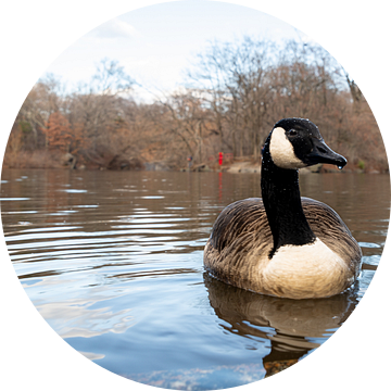 Canada Goose, Branta Canadensis, (single) zwemmen in Central Park NYC van Mohamed Abdelrazek