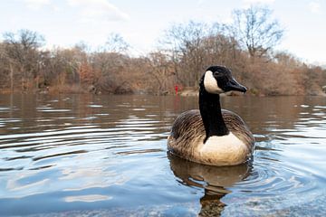 Canada Goose,branta canadensis, (single ) swimming in central park NYC by Mohamed Abdelrazek