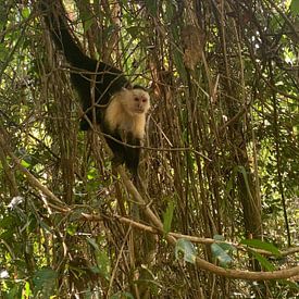 Capuchin monkey in Costa Rica by Noortje Van Campenhout