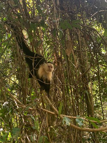 Capucijnaap in Costa Rica