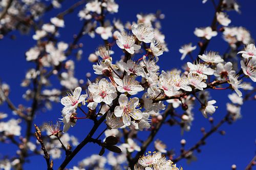 Plum blossom
